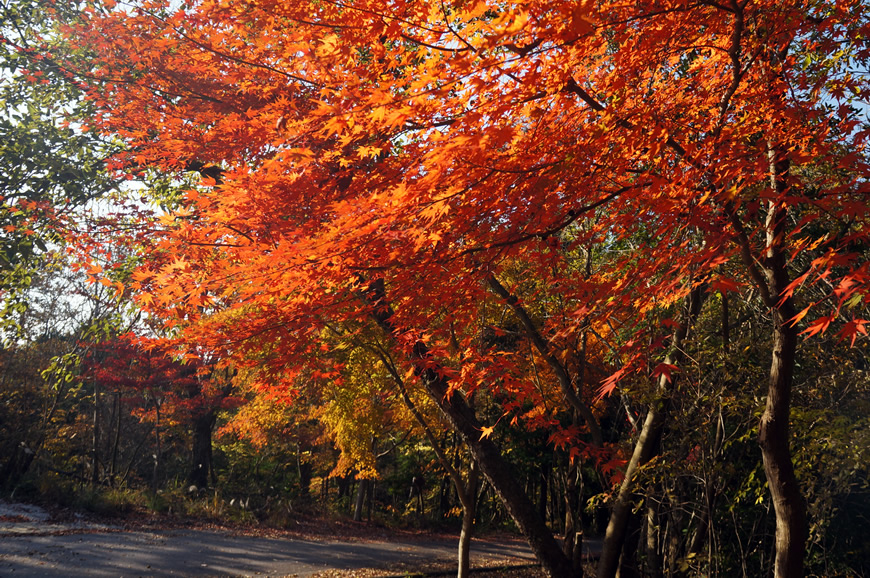 写真：現場の現況