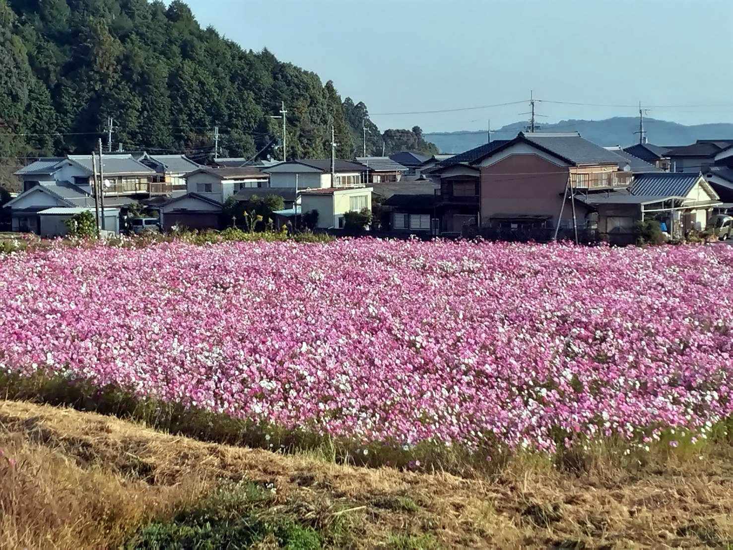 写真：行事